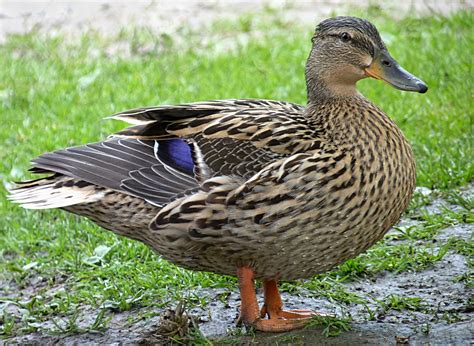 female mallards pictures|photo of female mallard duck.